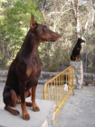 cachorros de doberman - mejor precio | unprecio.es