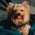 Cachorros de Yorkshire Terrier - mejor precio | unprecio.es