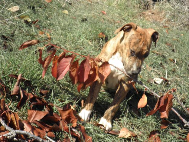 CAMADA PITBULL