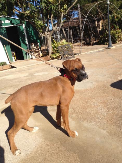 Hembra Boxer