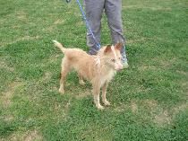 Ibiza,podenca Ibicenca de 8 añitos en adopción
