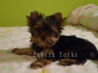 Preciosos cachorros YORKSHIRE TERRIER en TUDELA - mejor precio | unprecio.es