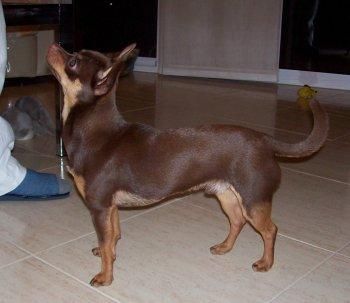 ULTIMA CACHORRITA DE CHIHUAHUA CRUCE 100 EUROS