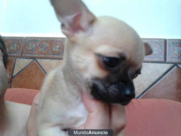 Vendo Chihuahua Macho