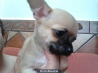 Vendo Chihuahua Macho - mejor precio | unprecio.es