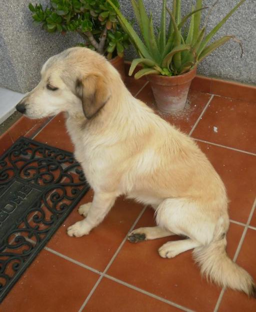 Willy, cruce de golden de 1 año, recogido de la cuneta. Acogida o adopción urgente!‏