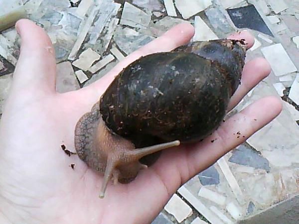 Achatina Fúlica  Caracol Gigante Africano