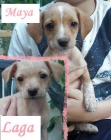 Cachorritas tamaño peque en adopcion - mejor precio | unprecio.es