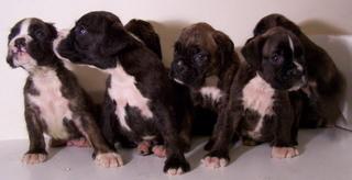 Cachorros boxer