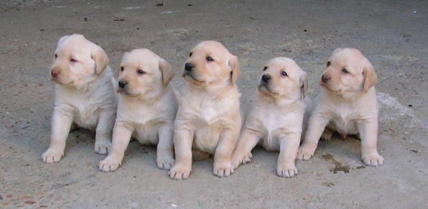 Cachorros de labrador retriever