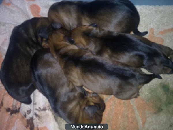 Cachorros Teckel
