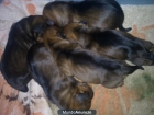 Cachorros Teckel - mejor precio | unprecio.es