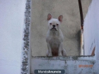 se vende bulldog frances hembra - mejor precio | unprecio.es