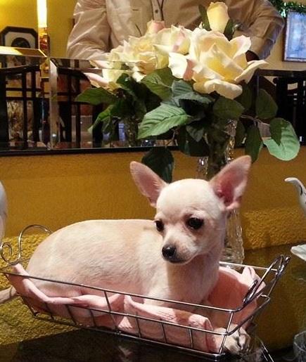 fantástica hembra de chihuahua