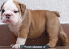 A la venta camada de Bulldog Ingles - mejor precio | unprecio.es