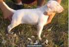 bull terrier con pedigree - mejor precio | unprecio.es