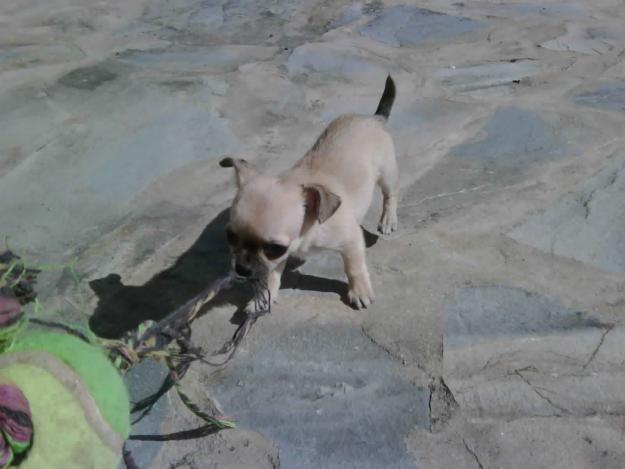 Cachorrito chuhuahua Toy 2 meses y medio