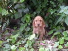 CACHORROS COCKER SPANIEL INGLES - mejor precio | unprecio.es