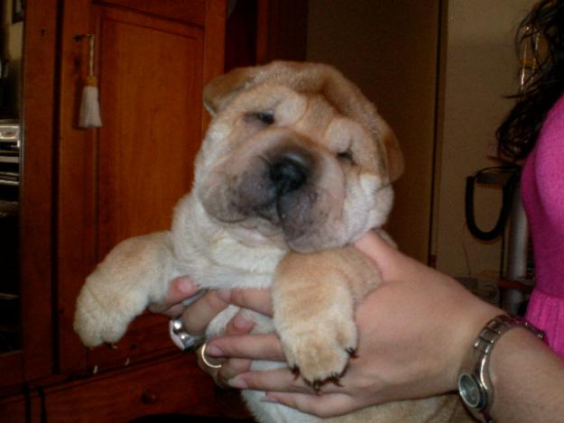 CACHORROS DE SHAR-PEI