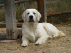 Cachorros Golden Retriever Garantia de salud y caracter - mejor precio | unprecio.es