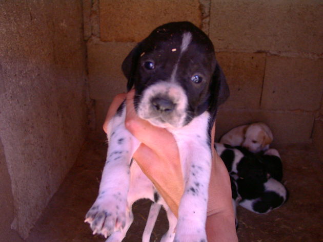 Camada de pointer