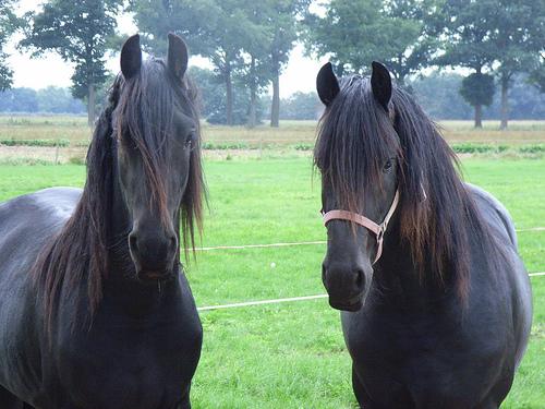 Canciones de caballos Fresian