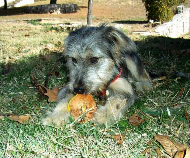 DADI,CACHORRO RESCATADO DE LA PERRERA