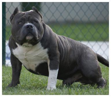 Espectacular Camada American Bully