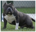 Espectacular Camada American Bully - mejor precio | unprecio.es