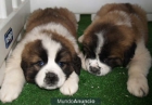 Espectaculares cachorros de san bernardo - mejor precio | unprecio.es