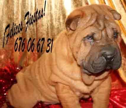 Estupendo Shar-pei, ¡5 Años de Garantía!