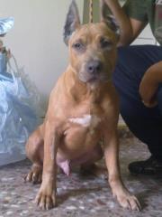 EXPECTACULAR MACHO DE AMERICAN