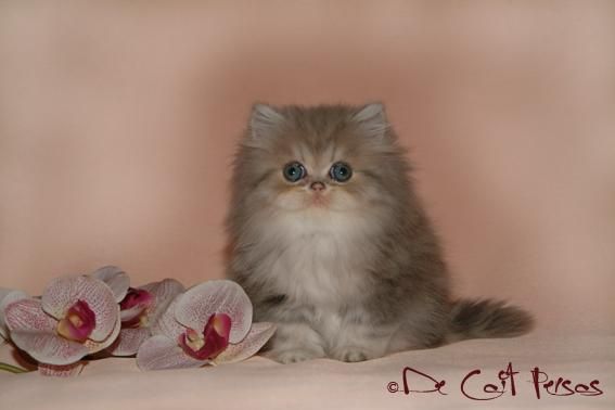 Gatita persa azul golden tabby blotched