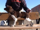 Hembra Springer Spaniel Inglés - mejor precio | unprecio.es