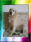 hermoso golden retriver busca novia - mejor precio | unprecio.es