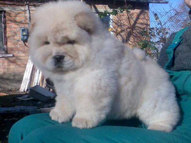 Impresonante cachorra de EXPOSICIÓN de chow chow  -blanca