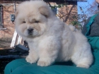 Impresonante cachorra de EXPOSICIÓN de chow chow  -blanca - mejor precio | unprecio.es