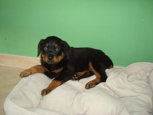 INCREIBLE CAMADA DE ROTTWEILER