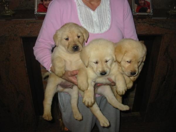 LABRADORES RETRIEVER,cachorros,machos y hembras,pedigree.