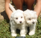 Preciosa camada BICHON MALTES 300€ - mejor precio | unprecio.es