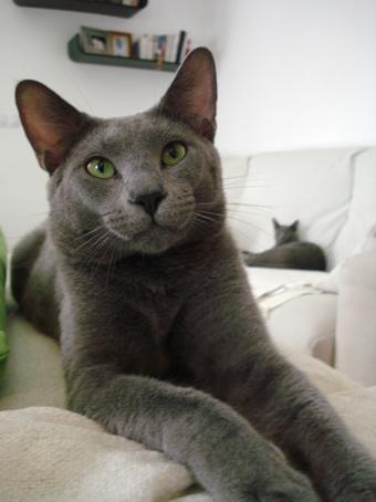 Proxima camada Azul Ruso con pedigree