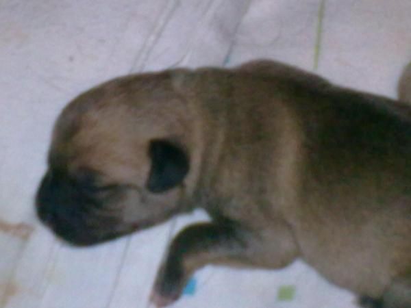 regalo cachorros