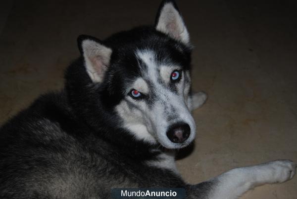 Regalo Husky