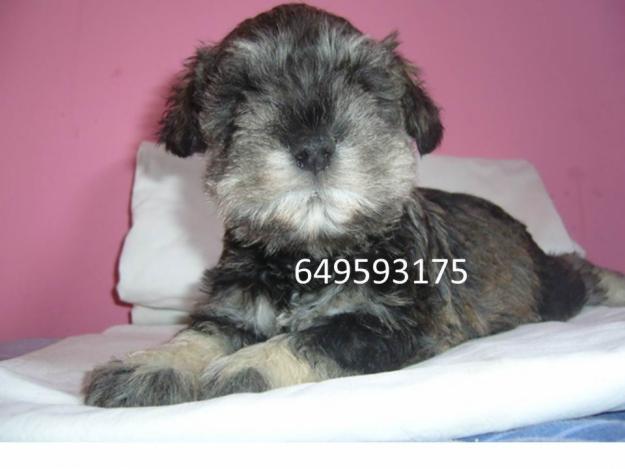 SCHNAUZER MINIATURA SALY PIMIENTA , NO IMPORTADOS!!