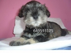SCHNAUZER MINIATURA SALY PIMIENTA , NO IMPORTADOS!! - mejor precio | unprecio.es