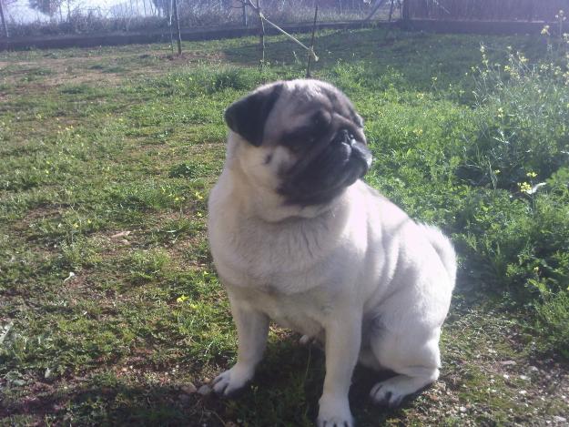 SE OFRECE CARLINO PARA MONTA, 2 AÑOS BUENA ESTRUCTURA PELO ARENA
