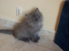 se venden dos gatitas persas - mejor precio | unprecio.es