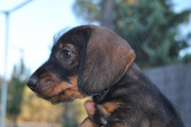 teckel cachorro estandar pelo duro