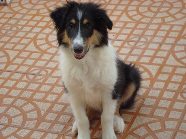 Ultimo Rough Collie