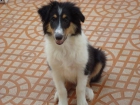 Ultimo Rough Collie - mejor precio | unprecio.es